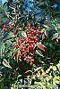 Nandina domestica fruit
