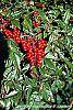 Nandina domestica fruit