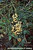 Nandina domestica var. leucocarpa flowers