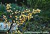 Nandina domestica var. leucocarpa flowers