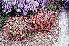 Nandina domestica 'Wood's Dwarf' habit
