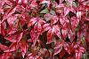 Nandina domestica 'Wood's Dwarf' fall color