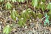 Podophyllum peltatum habit