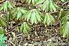 Podophyllum peltatum habit