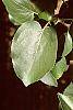 Alnus cordata leaves