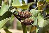 Alnus cordata fruit