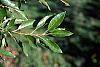 Alnus maritima leaves