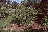 Alnus serrulata
