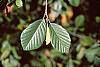 Alnus serrulata