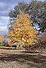 Betula lenta fall color