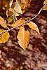 Betula lenta fall color