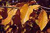 Betula lenta fall color