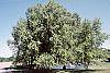 Betula nigra habit