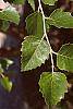 Betula nigra leaves