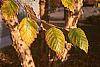 Betula nigra fall color