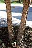 Betula nigra bark