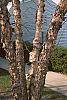 Betula nigra bark