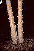 Betula nigra 'Heritage' bark