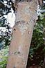 Betula nigra 'Heritage' bark