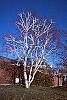 Betula papyrifera habit