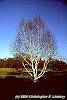 Betula papyrifera habit
