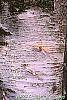 Betula papyrifera bark
