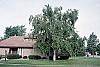Betula pendula habit