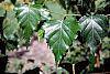 Betula populifolia 'Whitespire' leaves