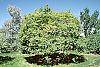 Carpinus betulus habit