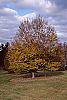 Carpinus betulus fall color