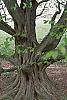 Carpinus betulus bark
