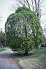 Carpinus betulus 'Globosa' habit