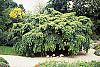 Carpinus betulus 'Pendula' habit