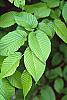 Carpinus cordata leaves