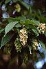 Carpinus japonica fruit