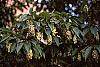 Carpinus japonica fruit