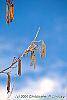 Corylus colurna flowers