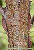 Corylus fargesii bark