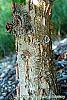 Corylus fargesii bark