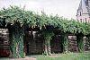Campsis radicans habit