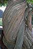 Campsis radicans bark