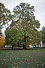 Catalpa speciosa fall color