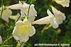 Incarvillea sinensis 'Cheron White' flowers