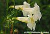 Incarvillea sinensis 'Cheron White' flowers