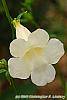 Incarvillea sinensis 'Cheron White' flowers