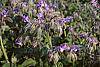 Borago officinalis