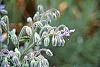Borago officinalis flowers