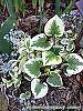 Brunnera macrophylla 'Dawson's White' habit