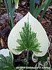Brunnera macrophylla 'Dawson's White' leaves