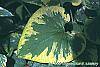 Brunnera macrophylla 'Hadspen Cream' leaves